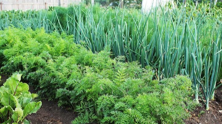 Копър семена разсад