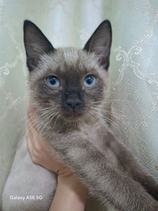 Отдам котенка в хорошие руки