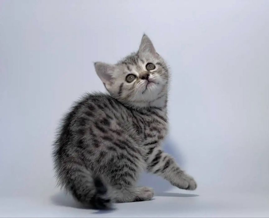 Продам котенка шотландский мальчик