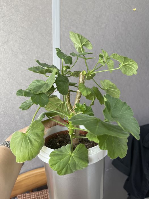 Герань королевская