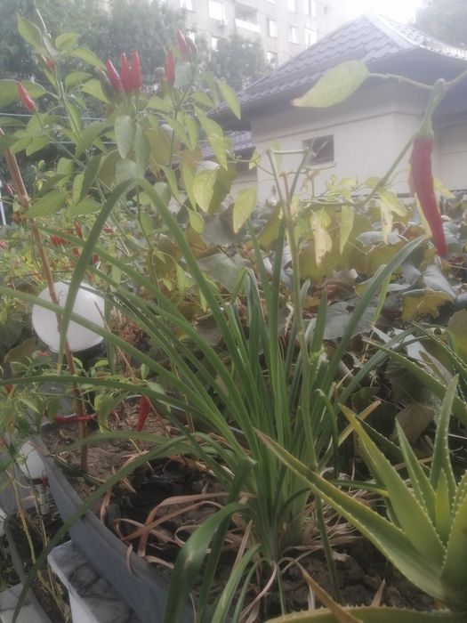 Ardei iute chilli în jardiniera