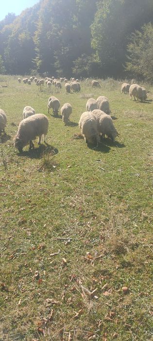 Vând oi țurcane 500 lei bucata