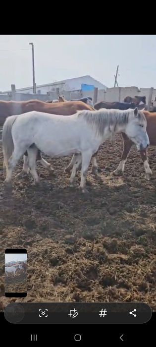 Продам  кобыл жеребых