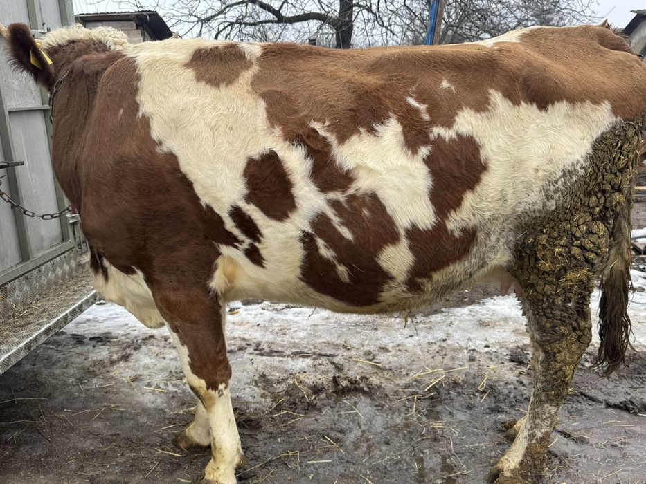 Vând junincă de 3 ani gestantă de 3 luni cu belgian!