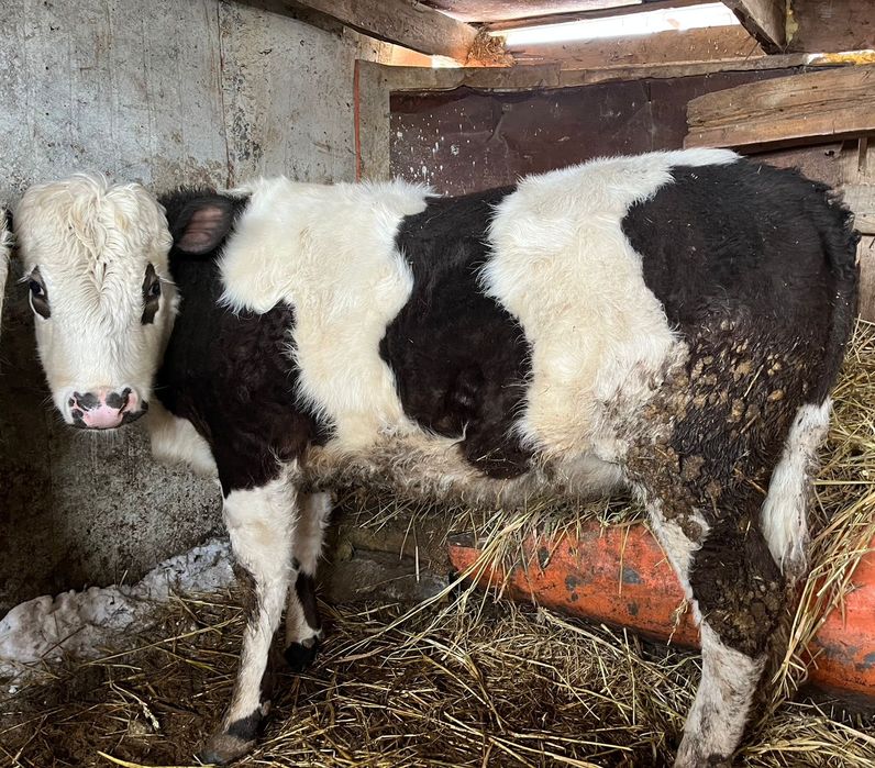 Екі қашар сатылады