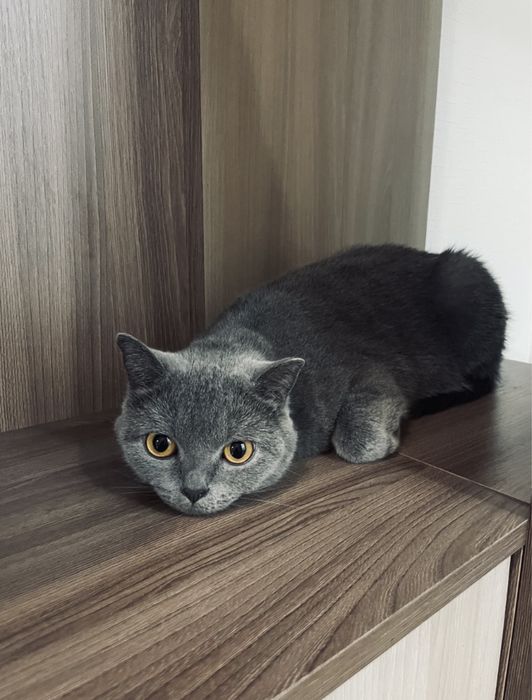 Британская короткошерстная