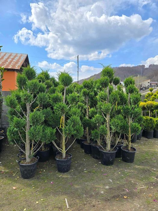 Plante ornametale cele mai bune preturi