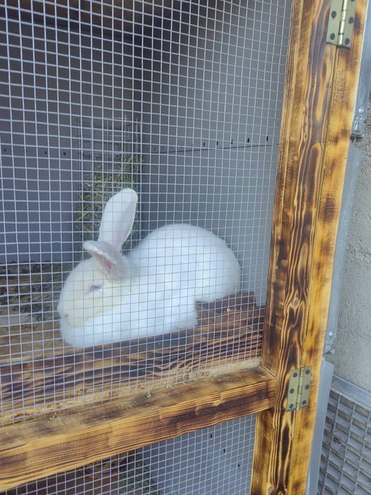 Vând/schimb iepuri!