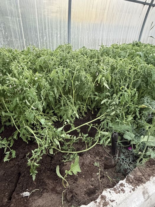 Продам рассаду помидоры