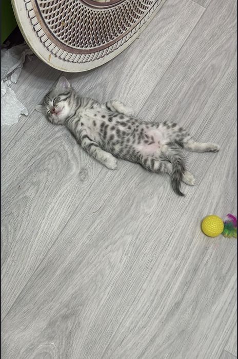 Продается котенок мальчик