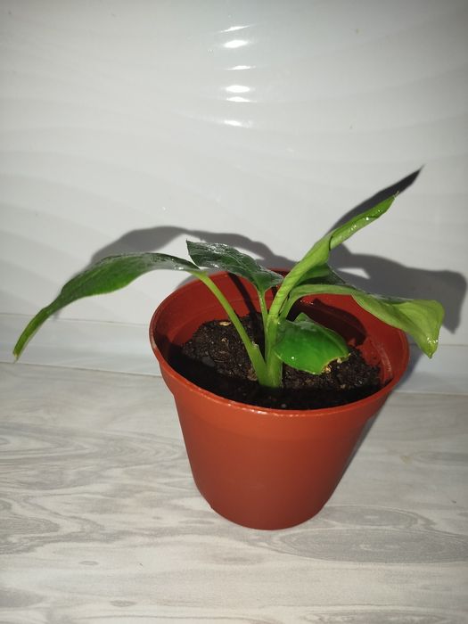 Difinbaxiya Leopard detkasi