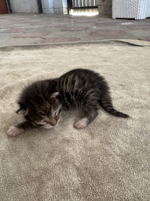 Курильский бобтейл кошка