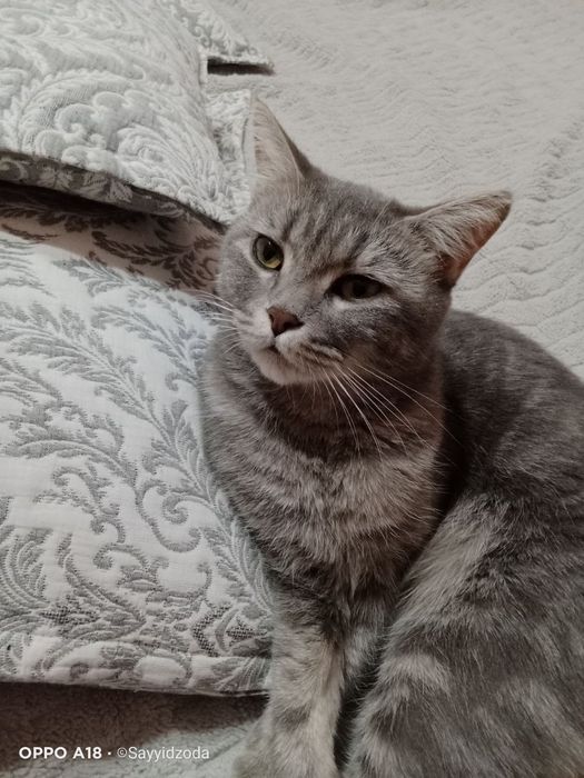 Даром отдам кошку страйт