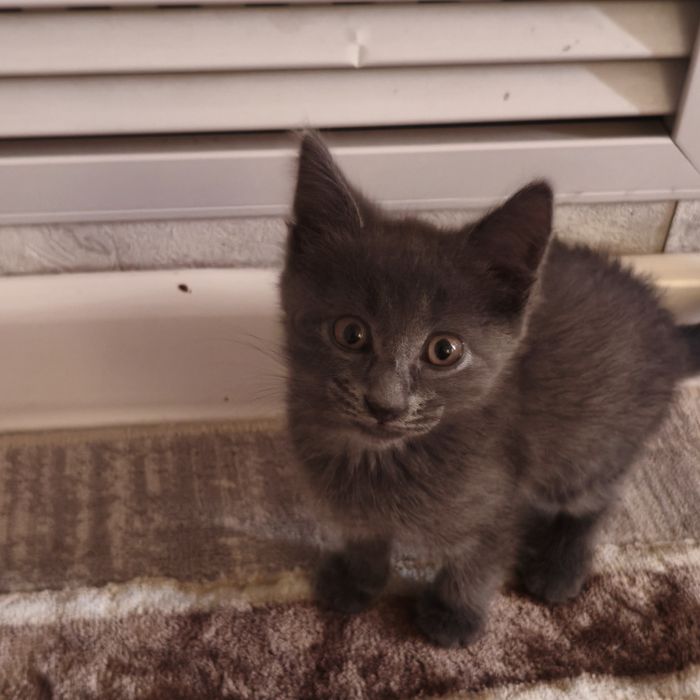 котенок в добрые руки