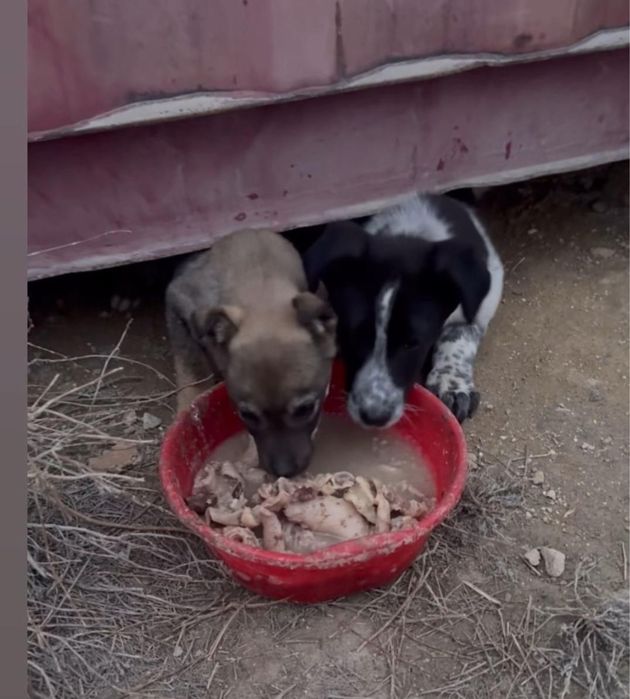 Щенки в Актау в добрые руки