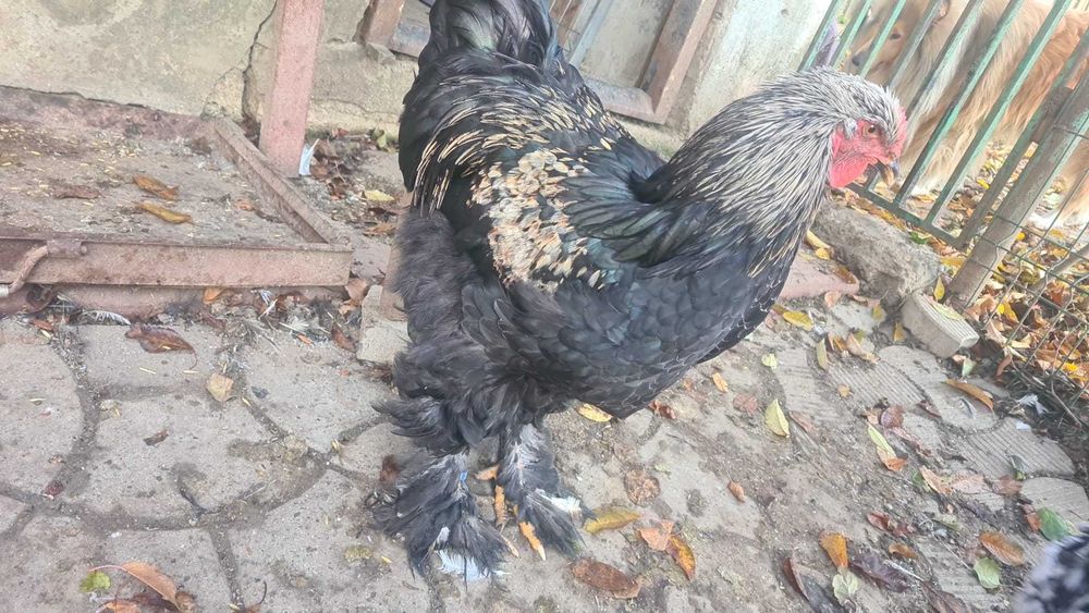 Vand  Brahma Herminat Deschis si Cochinchina Bobat