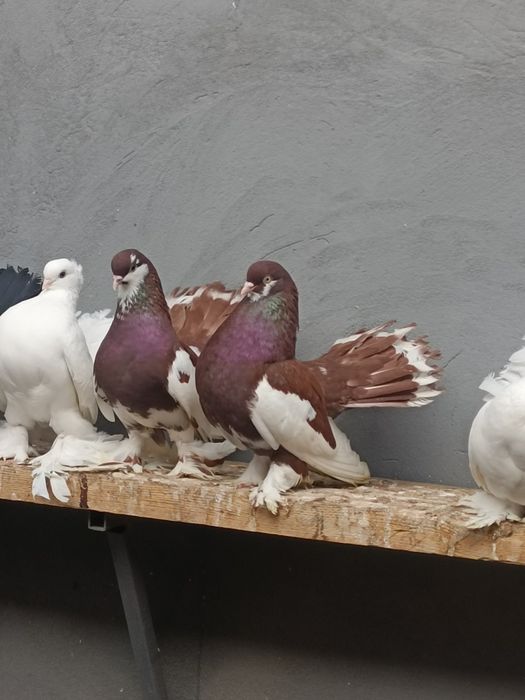 Продаются статные голуби