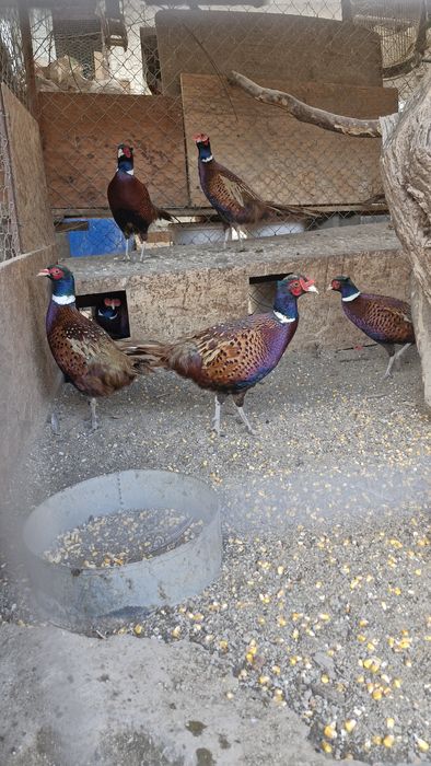 Vand fazani comuni din 2025