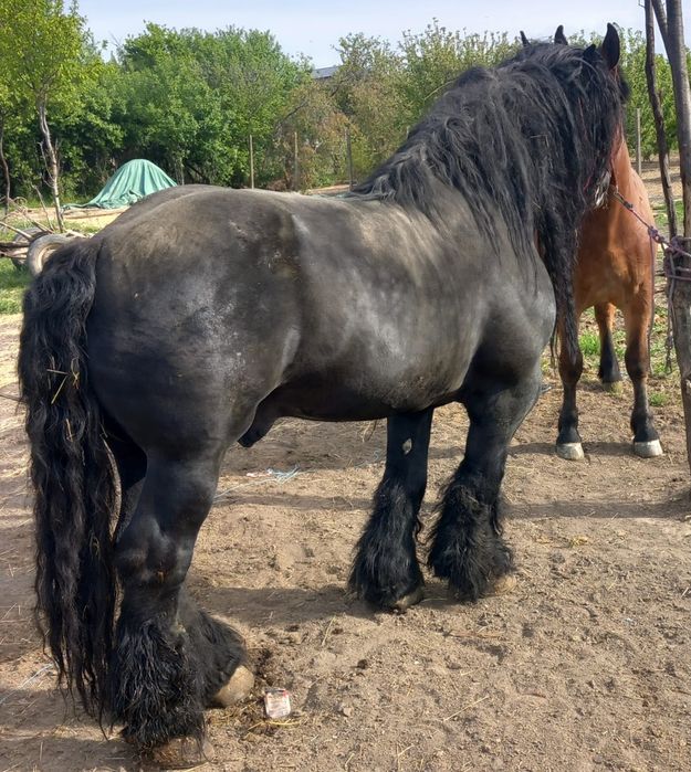 Vând două manze gestante
