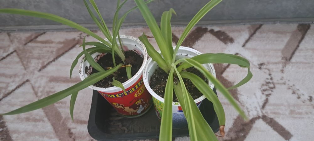 Продается хлорофитум