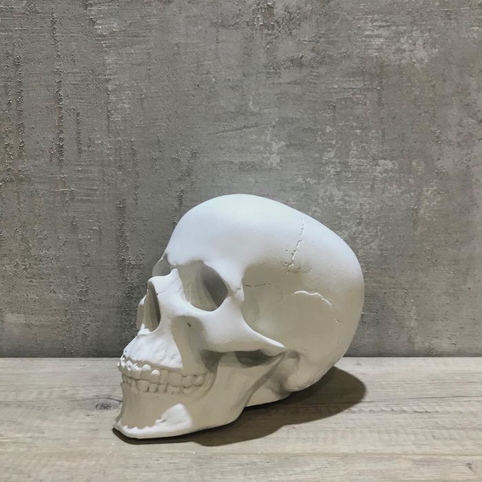 Гипсовая модель череп для рисования