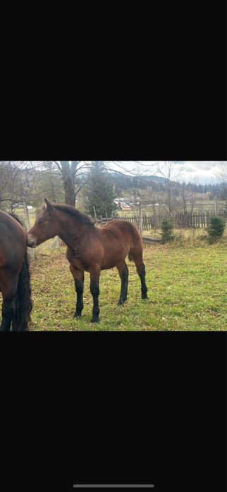 Vand manza de 4 luni!