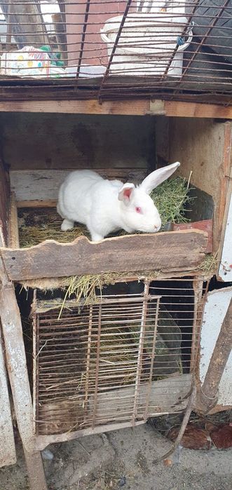 Vand iepuroi bun pt monta