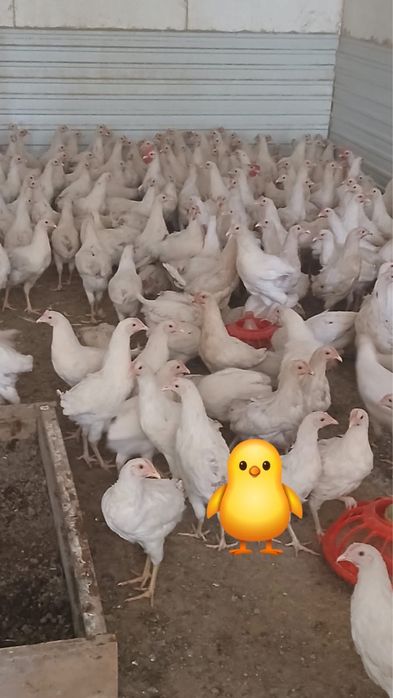 Продаются несушки хайн лайн