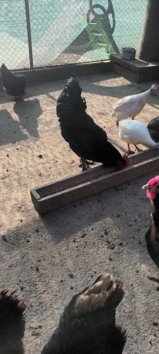 Vand un cocos australorp tanar.