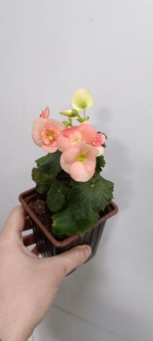 Бегония:3000 тенге