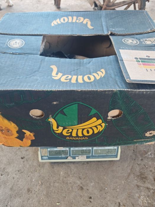 Gaste Leșești și găste albe Kolos