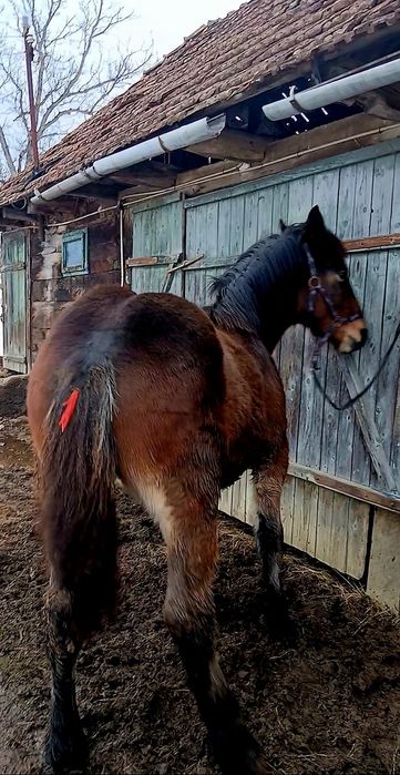 De vânzare mânz are 8 luni