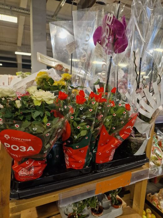 Продам миниатюрную куставую розу.