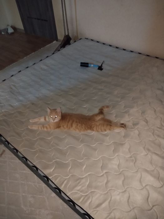Отдам Кота в добрые руки