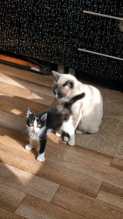 Котенок в добрые руки