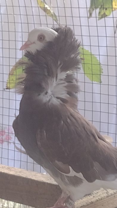 Porumbei  diferite rase.