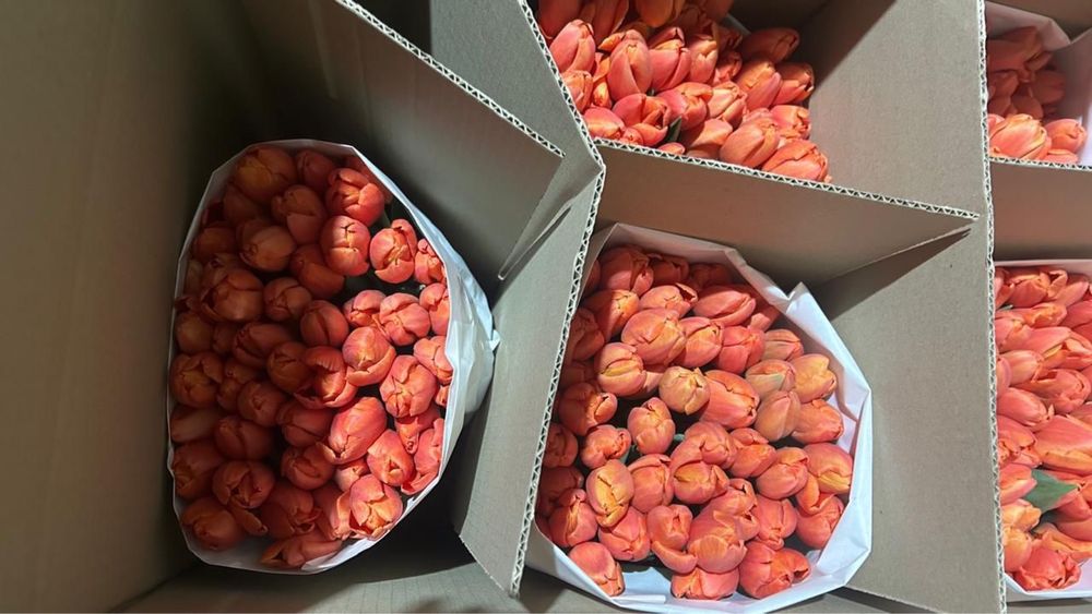 Тюльпаны оптом алматинские