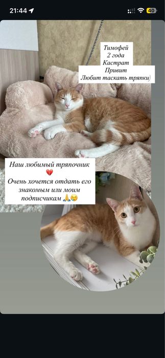 Отдам кота в добрые руки