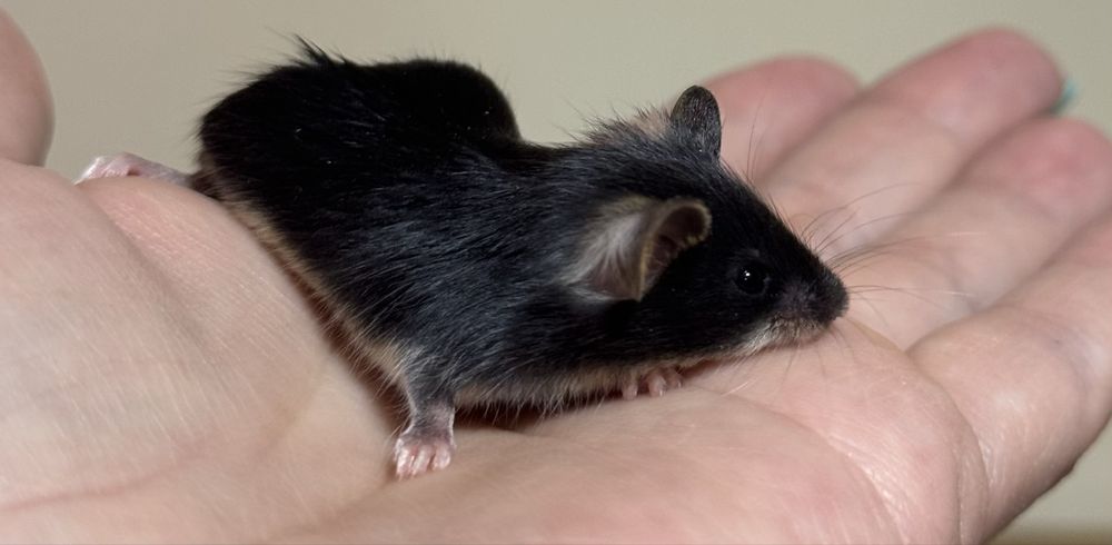 Декоративные мышки