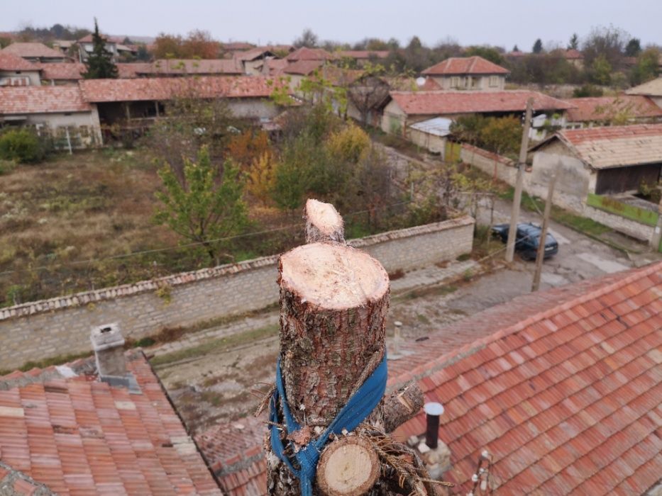 Рязане на опасни дървета, кастрене, събаряне, услуги от алпинисти