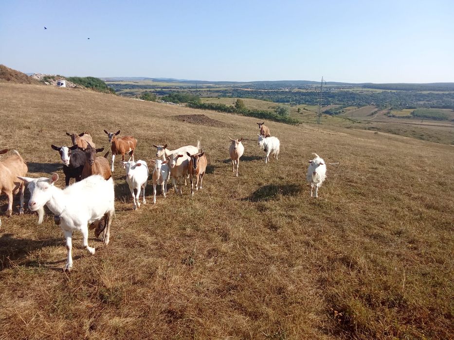 Vand 15 capre bune de lapte, Botosani, in oras.