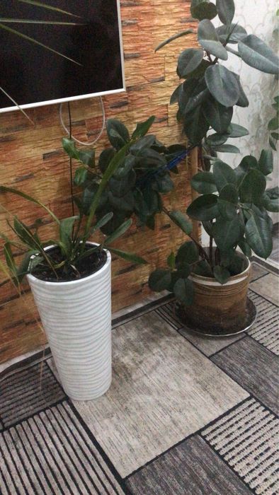 Продам домашние цветы