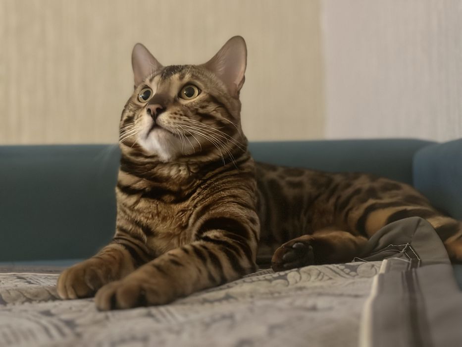 Бенгальский кот на вязку