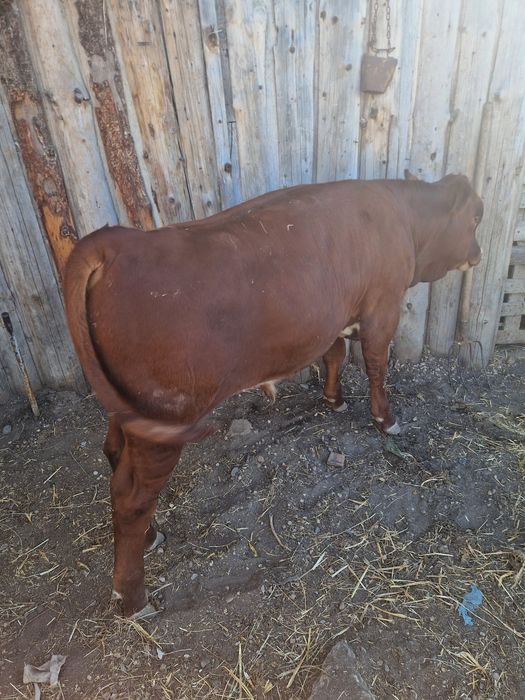 Vand 2 vitei angus,mascul si femela cu o medie de 270 /280