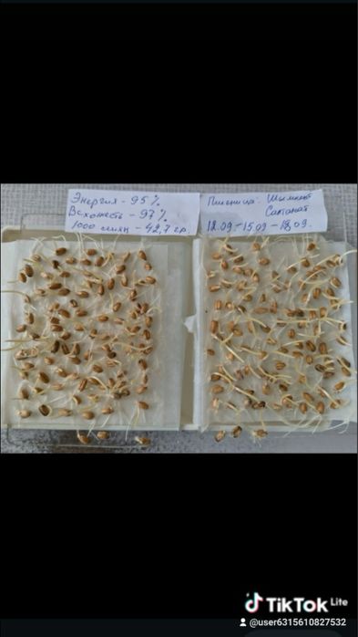 Ұрықтық бидай сатылады