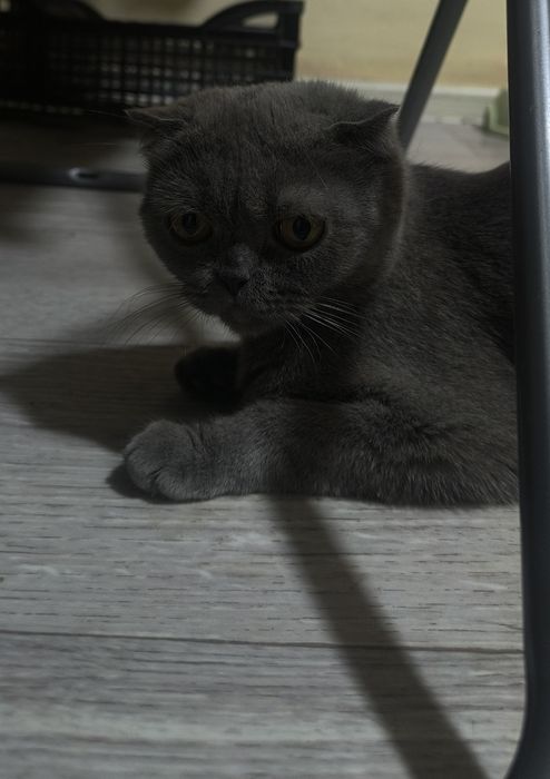 Породистые котята