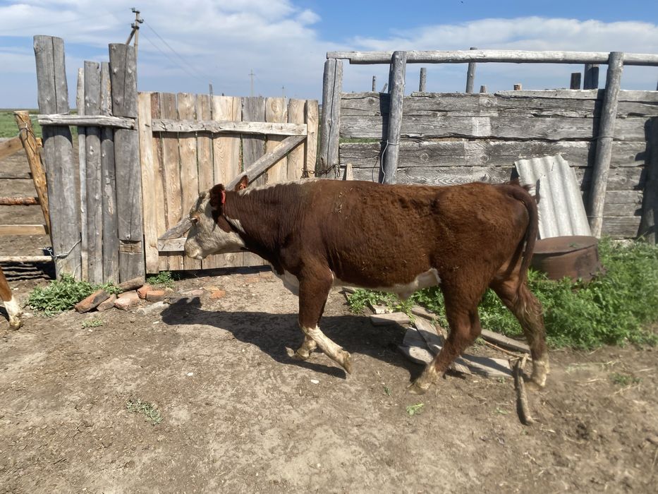 Продам быка год и 4