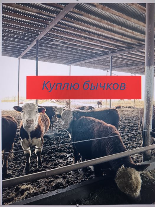 Бычки мясных пород