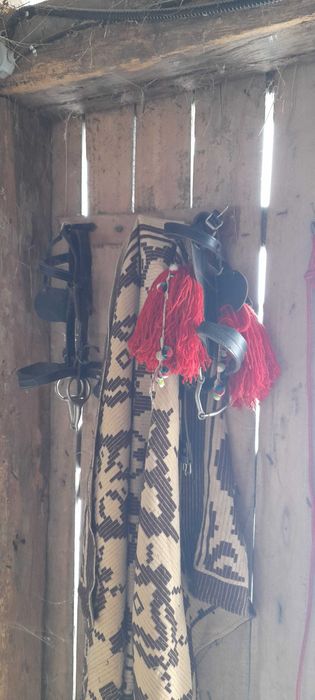 Poneii armăsar cu hamuri și căruță!