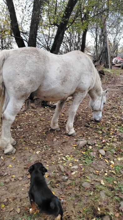 Vând Cal Castrat – învățat la munci agricole, Dealu Capsei (Campeni-Alba)